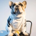 frenchie space shop woofywoof french bulldog hoodie