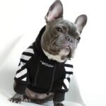 frenchie space shop woofywoof french bulldog hoodie