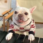 frenchie space shop woolytouch french bulldog sweater