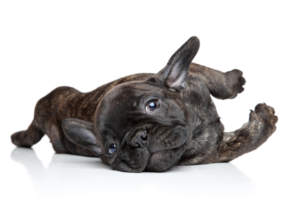 french bulldog smell bad