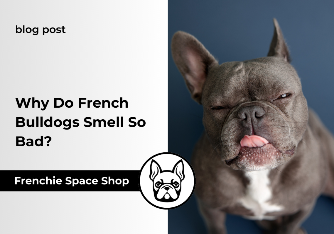 french bulldogs stink