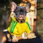 frenchie space shop adidog french bulldog hoodie