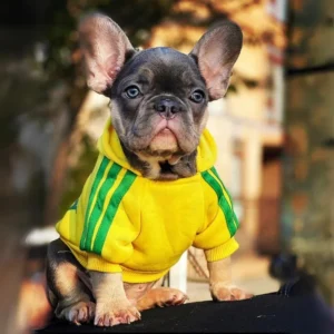 frenchie space shop adidog french bulldog hoodie