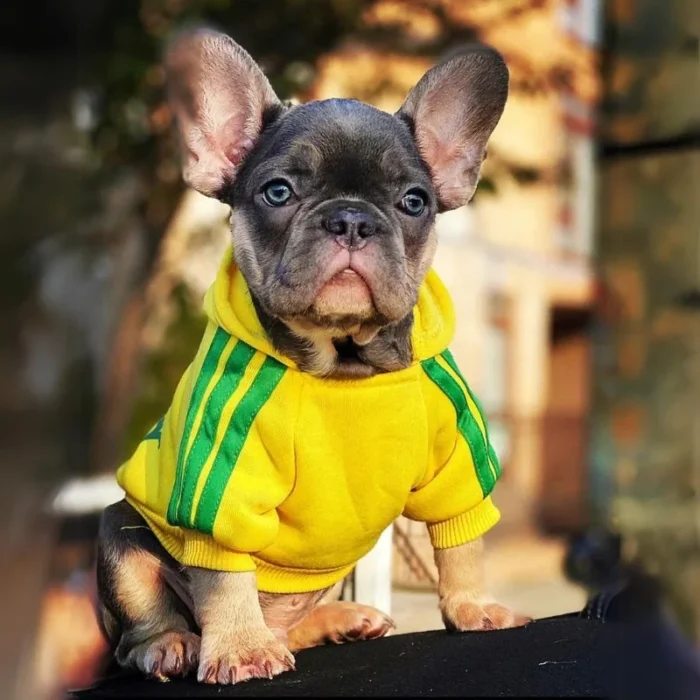 frenchie space shop adidog french bulldog hoodie