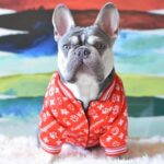 frenchie space shop bomberred frenchie jacket