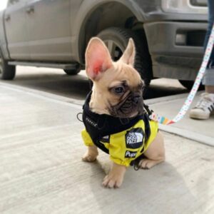 frenchie space shop bright windbreaker frenchie jacket