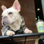frenchie space shop camo french bulldog windbreaker jacket