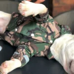 frenchie space shop camo french bulldog windbreaker jacket