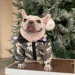 frenchie space shop camo frenchie jacket vest