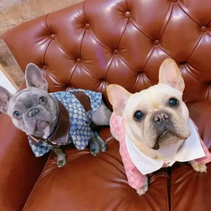 frenchie space shop classic frenchie jacket