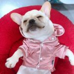 frenchie space shop classy french bulldog pajamas