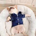 frenchie space shop classy french bulldog pajamas