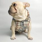 frenchie space shop dogberry french bulldog vest