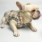 frenchie space shop dogberry french bulldog vest
