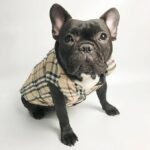 frenchie space shop dogberry french bulldog vest