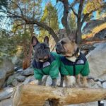 frenchie space shop dogface french bulldog vest