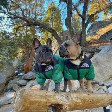 frenchie space shop dogface french bulldog vest