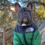 frenchie space shop dogface french bulldog vest