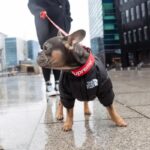frenchie space shop dogface french bulldog vest