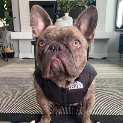 frenchie space shop dogface french bulldog vest