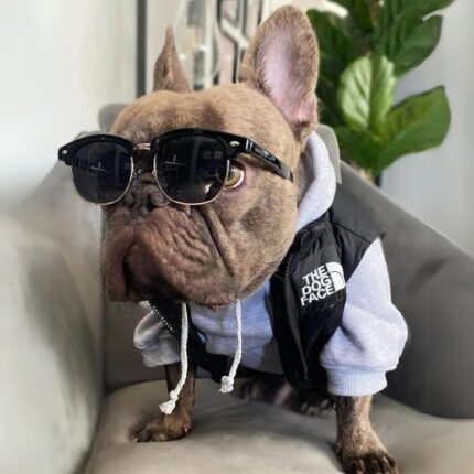 frenchie space shop dogface french bulldog vest