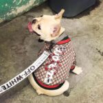 frenchie space shop fashionista pupreme frenchie jacket