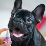 frenchie space shop french bulldog breath spray