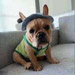 frenchie space shop french bulldog bucket hat