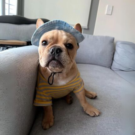 frenchie space shop french bulldog bucket hat