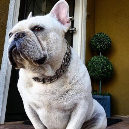 frenchie space shop french bulldog chain collar