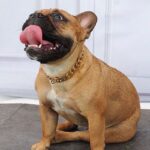 frenchie space shop french bulldog chain collar
