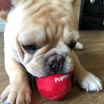 frenchie space shop french bulldog fetch ball