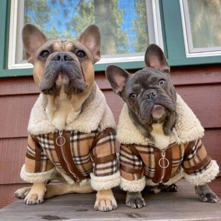 frenchie space shop frenchberry french bulldog coat