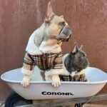 frenchie space shop frenchberry french bulldog coat