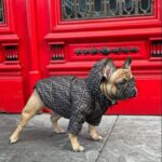 frenchie space shop frendipuffer frenchie jacket