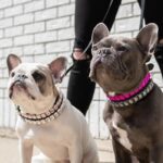 frenchie space shop glamtime french bulldog collar