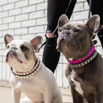 frenchie space shop glamtime french bulldog collar