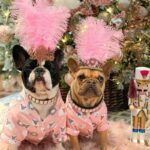 frenchie space shop glamtime french bulldog collar