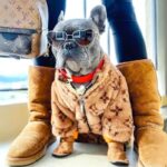 frenchie space shop glamtime french bulldog jacket