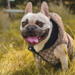 frenchie space shop guccino french bulldog vest