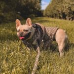 frenchie space shop guccino french bulldog vest
