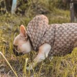 frenchie space shop guccino french bulldog vest