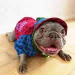 frenchie space shop multiblocks french bulldog jacket set