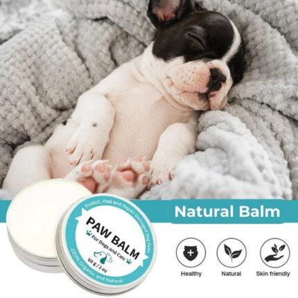 french bulldog dry nose frenchie space