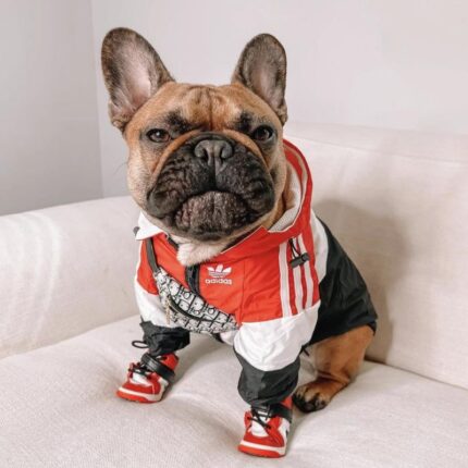 frenchie space shop originals french bulldog windbreaker