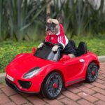 frenchie space shop originals french bulldog windbreaker
