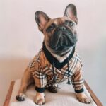 frenchie space shop pawberry french bulldog coat