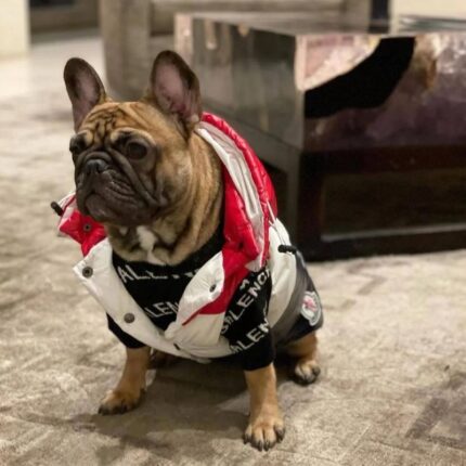 frenchie space shop pawcler french bulldog vest