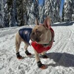 frenchie space shop pawcler french bulldog vest