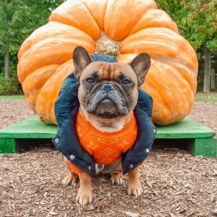 frenchie space shop pawda french bulldog vest